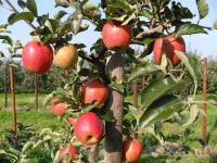 Apfelanbau im Alten Land bei Jork