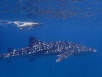 Mit Walhaien schwimmen / Bildquelle: Banyan Tree Hotels & Resorts