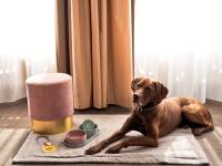Dogs Welcome / Bildquelle: Flemings Hotels