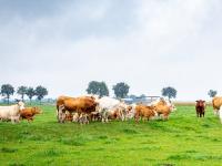 Rinder aus Niedersachsen