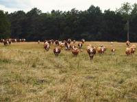 Seit neuestem gehören auch Hereford Rinder zum Block House Rinderaufzuchtprogramm