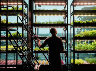 Vertikaler Garten sorgt im Restaurant vom Hotel Haarhuis für frische Kost